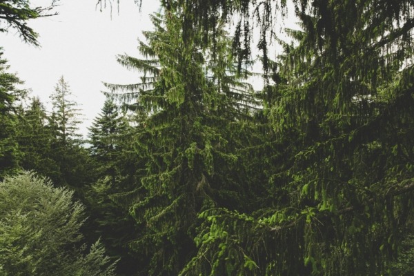 A row of cedar trees 