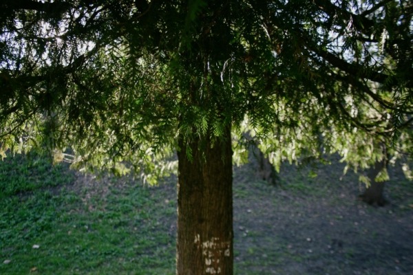 A western red cedar tree in a field, offering wood that has a sweet aroma to it.