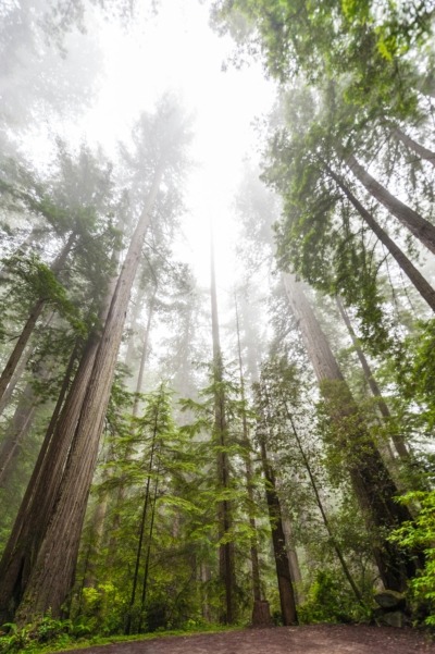 Redwood trees.